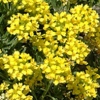 allysum wulfenianium - abriachan nurseries